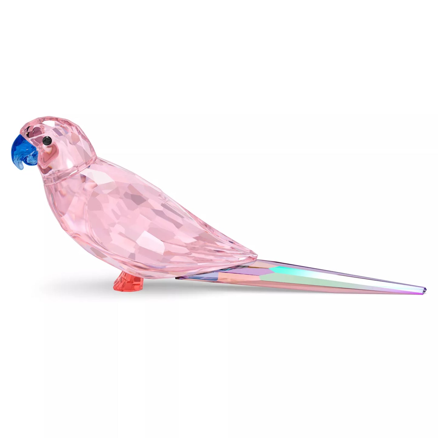 Jungle Beats Pink Parakeet Cha Cha